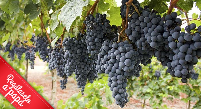 El regalo perfecto: Visita Guiada a Bodega con Cata y Aperitivos en Bodegas Perfer