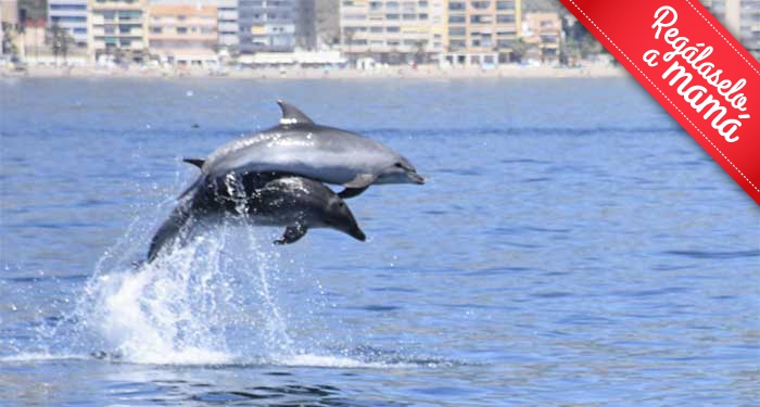 Ruta en Barco de 7h + Avistamiento de Delfines + Comida y Bebidas Ecológica