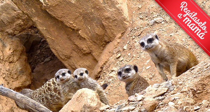 ¡Disfruta en familia de la belleza salvaje de la naturaleza! Entradas para Terra Natura Murcia