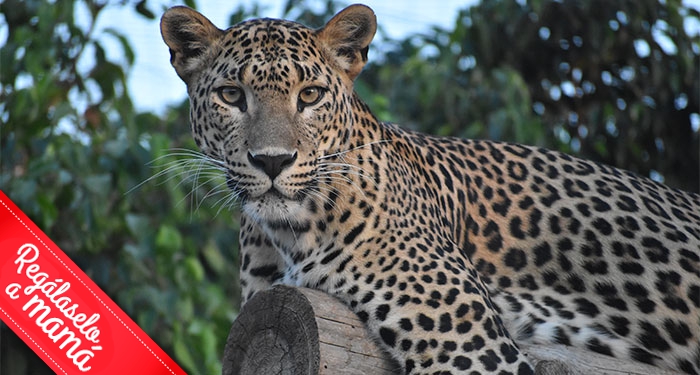 ¡Disfruta en familia de la belleza salvaje de la naturaleza! Entradas para Terra Natura Murcia