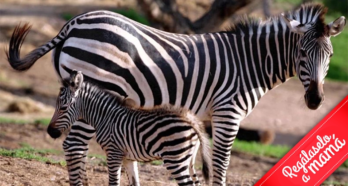 ¡Disfruta en familia de la belleza salvaje de la naturaleza! Entradas para Terra Natura Murcia