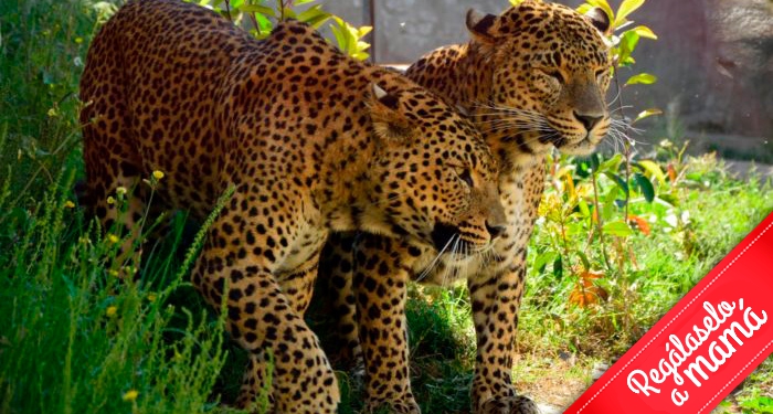 ¡Disfruta en familia de la belleza salvaje de la naturaleza! Entradas para Terra Natura Murcia