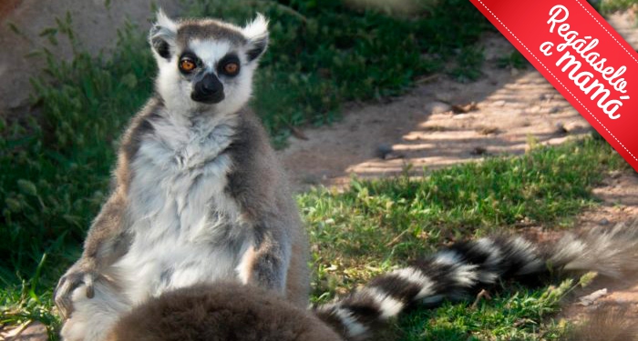 ¡Disfruta en familia de la belleza salvaje de la naturaleza! Entradas para Terra Natura Murcia