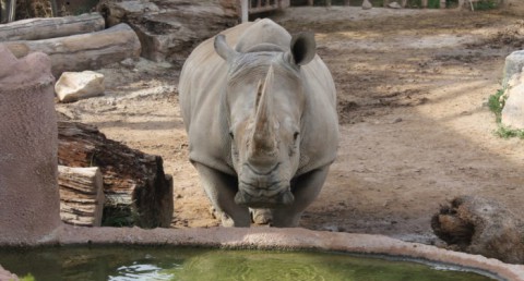 ¡Disfruta en familia de la belleza salvaje de la naturaleza! Entradas para Terra Natura Murcia