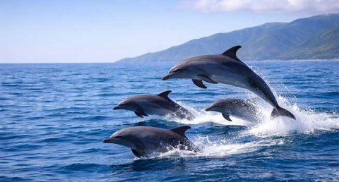 Ruta en Barco de 7h + Avistamiento de Delfines + Comida y Bebidas Ecológica